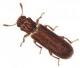 powderpost beetle